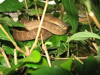 Description de l'image Dasypeltis fasciata.jpg.