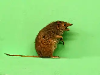 Description de l'image Dasyuridae - Antechinus minimus.JPG.