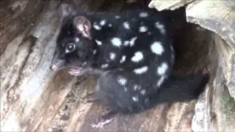 Ménagerie du jardin des plantes de Paris/France