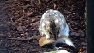 Ménagerie du jardin des plantes de Paris/France