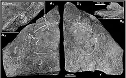 Empreinte et contre-empreinte du squelette de Datheosaurus macrourus