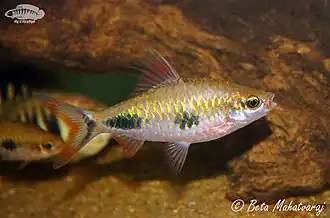 Dawkinsia exclamatio.