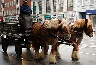 Deux grands chevaux roux tirant un attelage de brasserie.