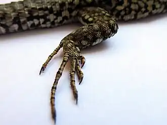 Patte postérieure droite en position de marche. Noter la longueur très différenciée des doigts de la patte postérieure.