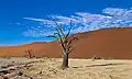 Autre arbre autre dune dans le Dead Vlei. Mai 2019.