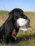 Le labrador est un chien de rapport.