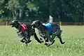 Scottish deerhounds au départ de coursing.
