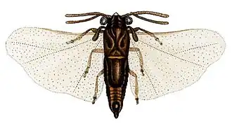 Deinelenchus australensis (Elenchidae)