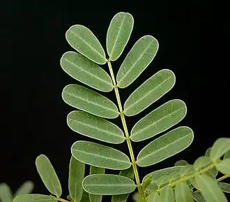 Description de l'image Delonix decaryi 03 ies.jpg.