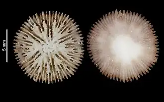 Description de l'image Deltocyathus inusitiatus (MNHN-IK-2009-1665).jpeg.