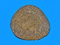 Fossile de Dendraster ashleyi (Californie).