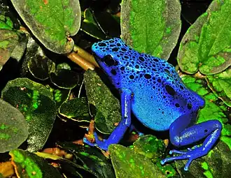 Dendrobates azureus