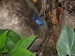 Dendrobates azureus.
