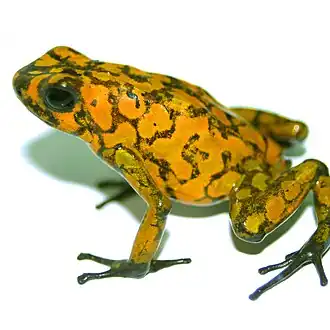 Description de l'image Dendrobates sylvaticus PLoS.jpg.