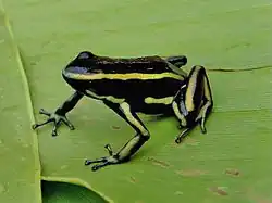 Dendrobates truncatus