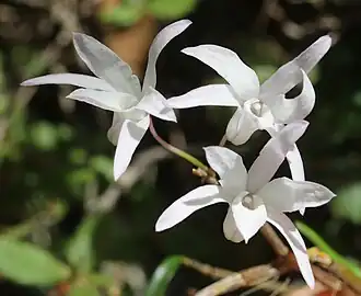 Dendrobium moniliforme, dans la Préfecture de Gifu, au Japon.