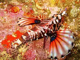 Description de l'image Dendrochirus zebra 1.jpg.