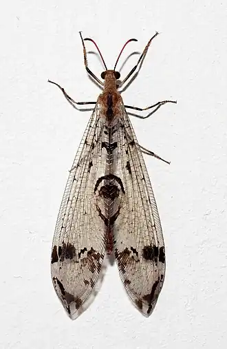Dendroleon pantherinus (Neuroptera).