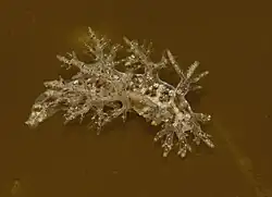 Dendronotus frondosus.