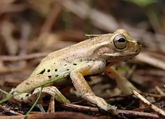 Description de l'image Dendropsophus padreluna.jpg.