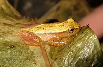 Description de l'image Dendropsophus sanborni.jpg.