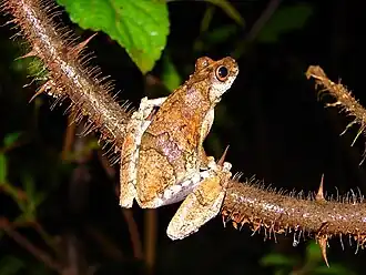 Description de l'image Dendropsophus soaresi.jpg.