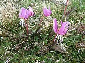 Erythrone dent-de-chien (floraison dans les prés en avril).