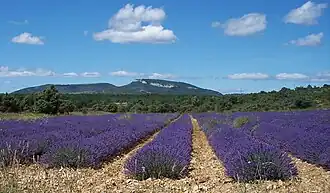 Champ de lavandes et la Dent de Rez dans le lointain.