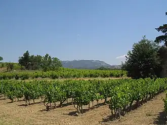 Image illustrative de l’article Plan-de-dieu (côtes-du-rhône)