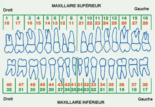 Notations ISO (en rouge) et UNS (en vert) pour les dents définitives