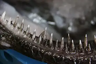 Denture de la gueule - 1