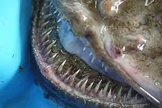 -------------------  3