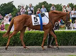 Photo d'un cheval alezan marchant, vu de profil.