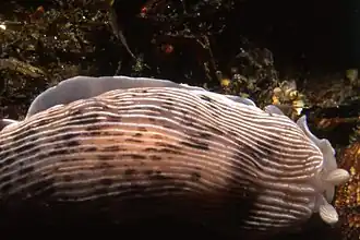 Dermatobranchus sp.4