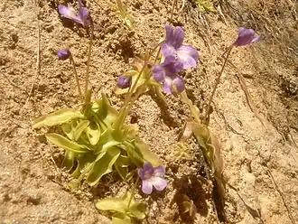 Grassette à longues feuilles.