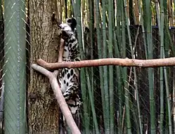 Une Panthère nébuleuse descend d'un tronc la tête la première.
