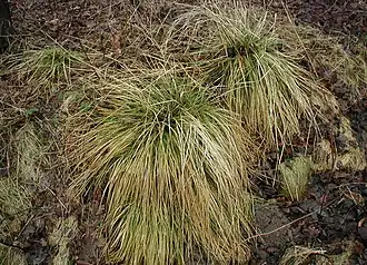Description de l'image Deschampsia-caerulea-winter.JPG.