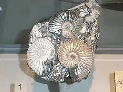 Deshayesites sp. (Deshayesitoidea).