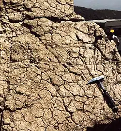 Fentes de dessiccation à la surface d'un banc de calcaire dolomitisé, sommet de cycle émersif métrique du lagon de la plate-forme liasique.