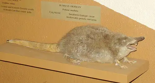 Spécimen naturalisé, université Harvard.