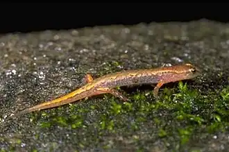 Description de l'image Desmognathus aeneus.jpg.