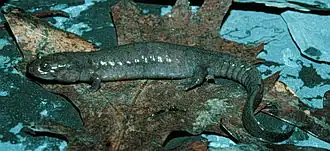 Description de l'image Desmognathus brimleyorum.jpg.