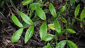 Description de l'image Desmoncus orthacanthos.jpg.