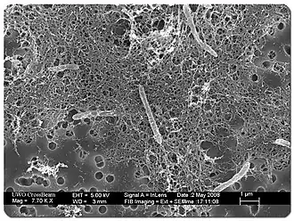 Description de l'image Desulforudis audaxviator.jpg.