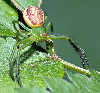 Description de l'image Diaea dorsata (aka).jpg.