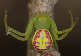 Description de l'image Diaea evanida (14515882995).jpg.