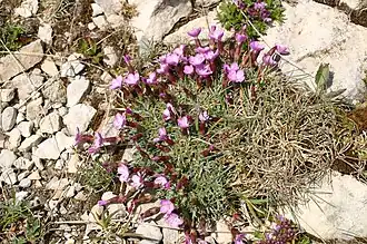 Description de l'image Dianthus-subacaulis-flowers.JPG.