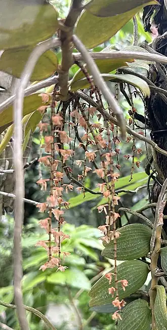 Inflorescence de Diaphananthe bidens