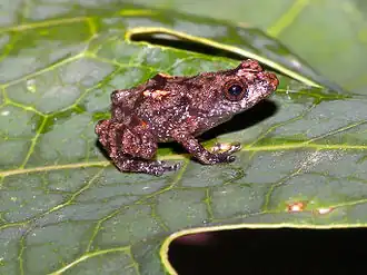 Description de l'image Diasporus anthrax.jpg.