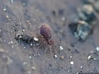 Description de cette image, également commentée ci-après